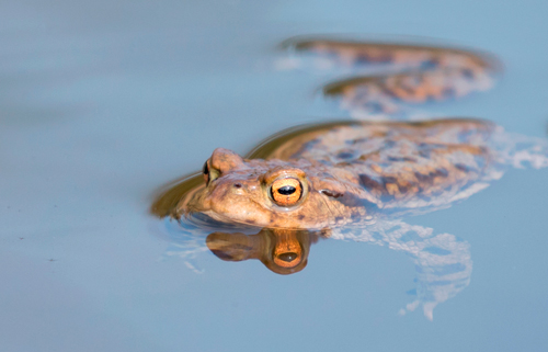 Toad