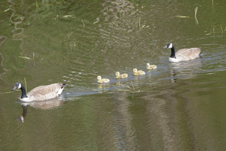 Canada Geese, Tophill Low