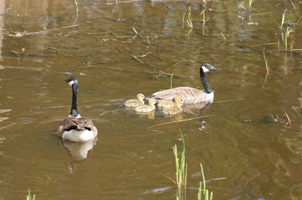 Canada Geese, Tophill Low