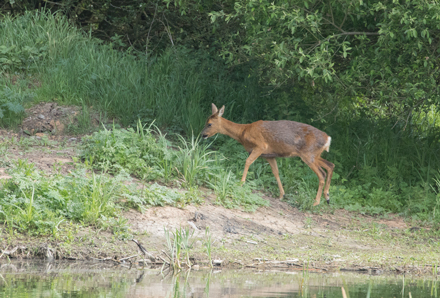 Roe deer, Tophill Low