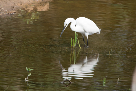 Little Egret, Tophill Low