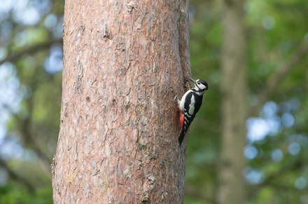 Woodpecker, Tophill Low