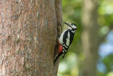 Woodpecker, Tophill Low