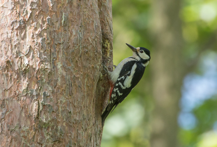 Woodpecker, Tophill Low
