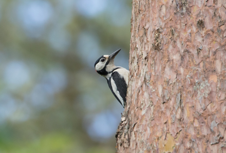 Woodpecker, Tophill Low