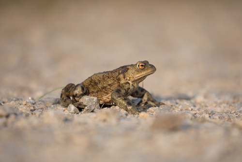 Toad