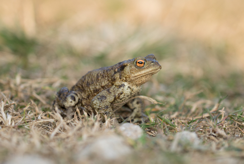 Toad