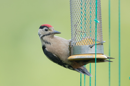 Woodpecker, High Batts