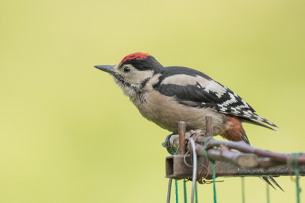Woodpecker, High Batts