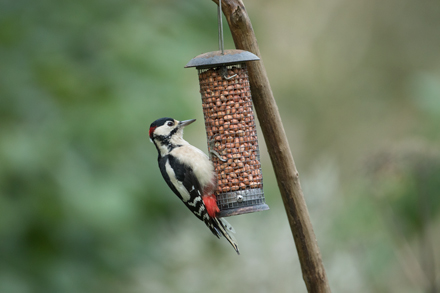 Woodpecker, High Batts