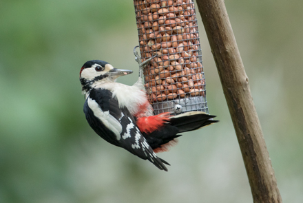 Woodpecker, High Batts