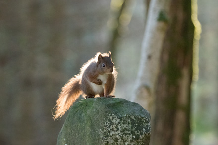 Red squirrel, Yorkshire Dales