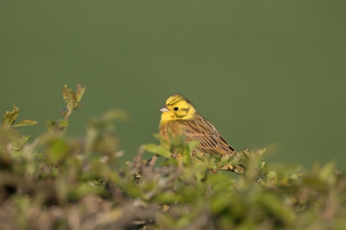 Yellowhammer, Watergate Road