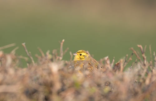 Yellowhammer Yellowhammer, near Fountain's Abbey