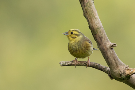 Yellowhammer, High Batts