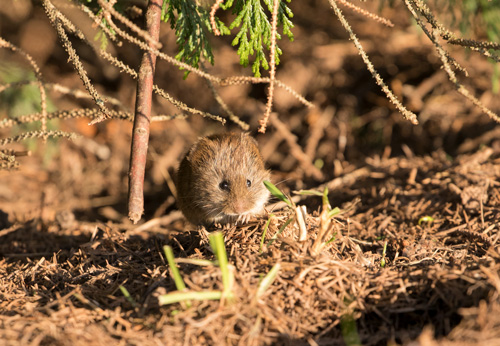 Field vole
